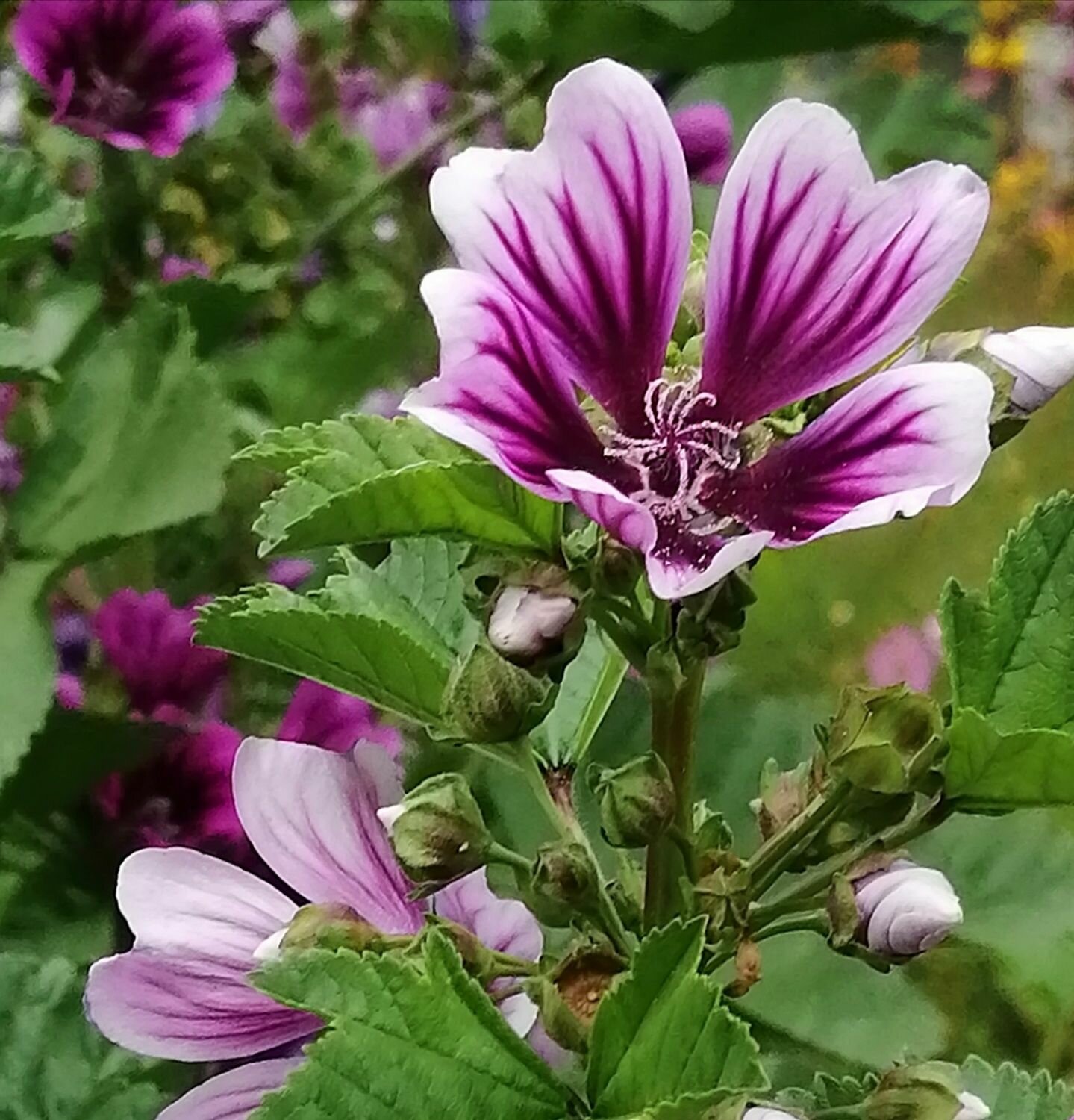 Мальва лесная (лат. Malva sylvestris) семена 7шт + подарочные семена