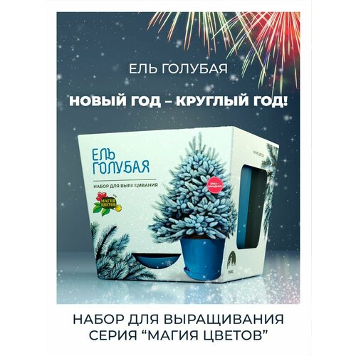 Набор для выращивания Ель голубая 1190₽