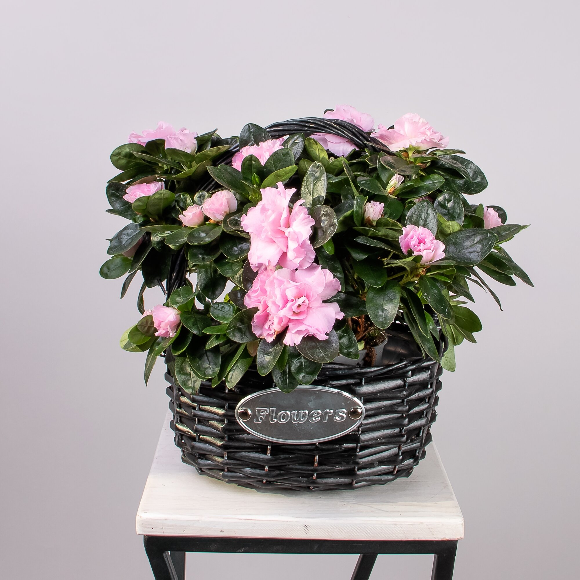 фото Азалия Розовая в черной корзине (D-20, H-20)