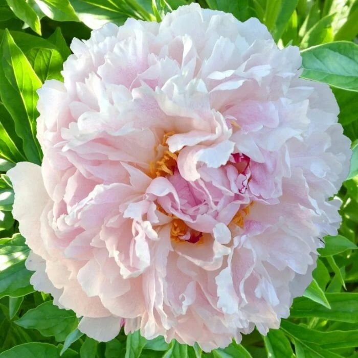 Пион травянистый Чинук 1шт