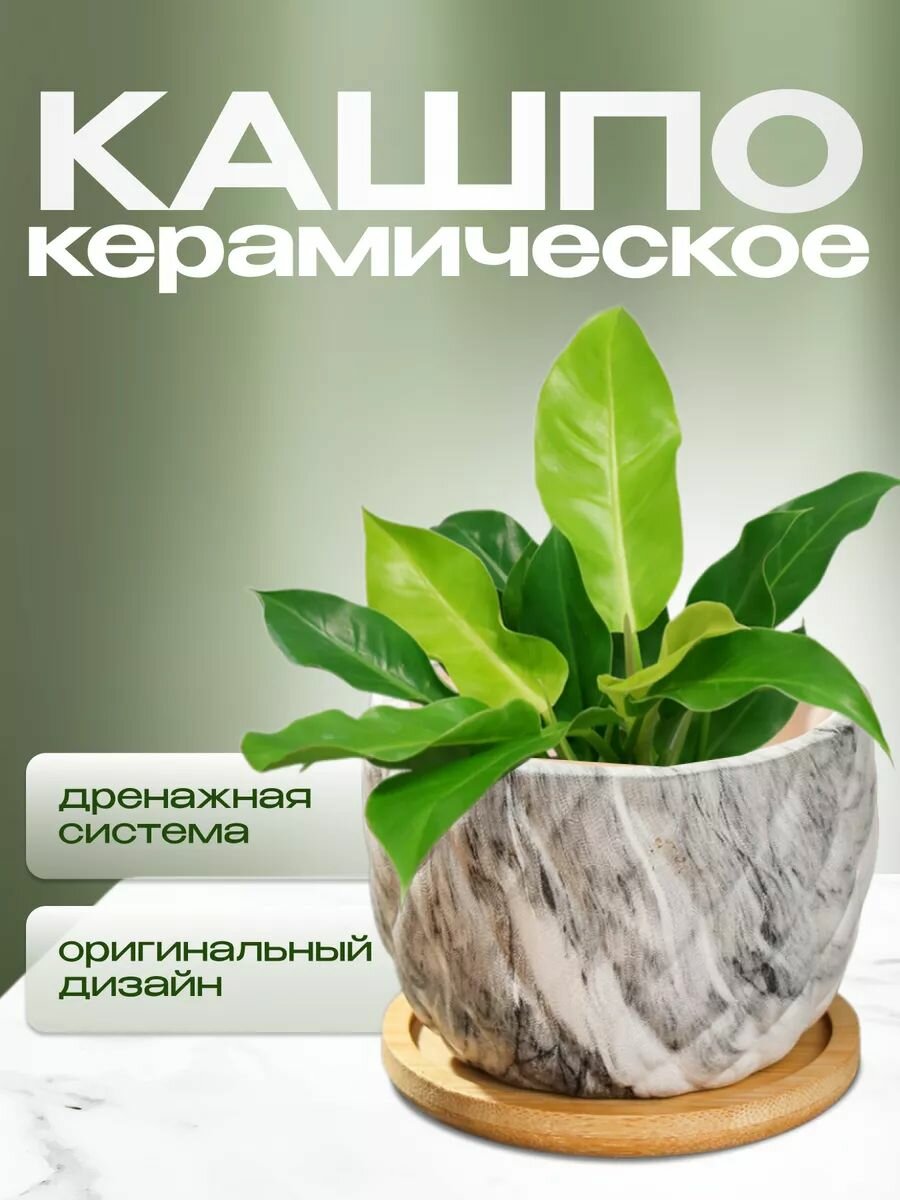 Кашпо керамика, 8.5х8.5х7 см, для кактусов и суккулентов, Мини, Y4-5358