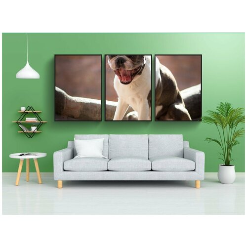 фото Набор модулных постеров для интерьера "собака, бостон терьер, усталый" 60x90 см. в тубусе, без рамки lotsprints