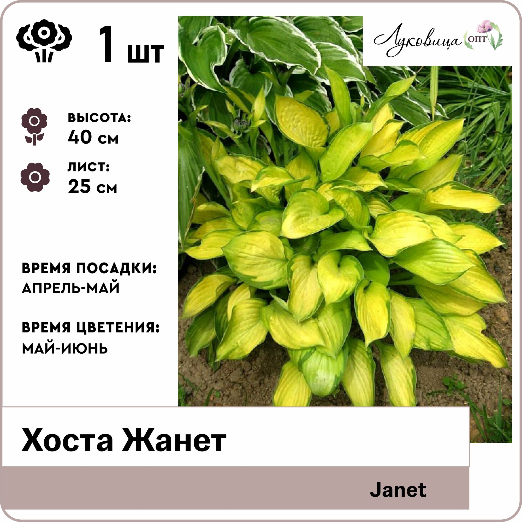 Хоста Жанет (Janet) корни 1шт Голландия