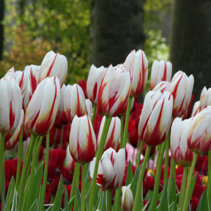 Луковицы Тюльпана CARNAVAL DE RIO ( 5 шт )