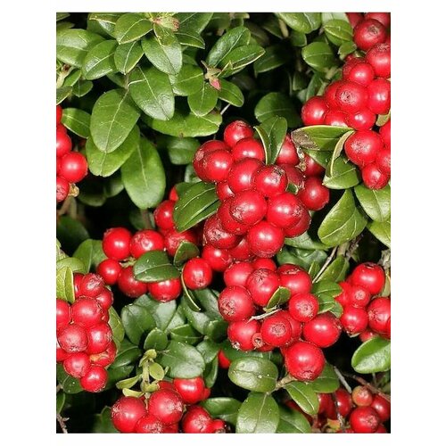 Брусника Коралл