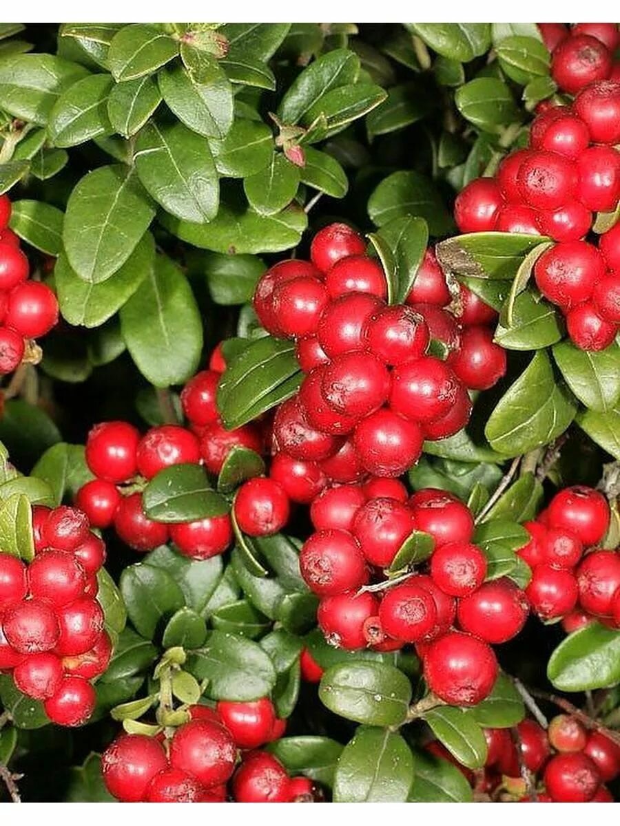 Брусника Коралл