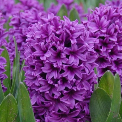 Гиацинт MISS SAIGON (2 луковицы)