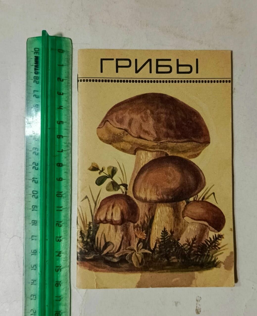 Грибы