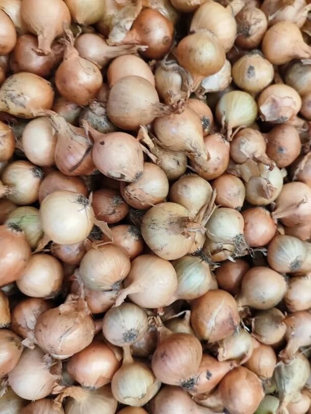 Лук севок Штутгартер Ризен 1кг