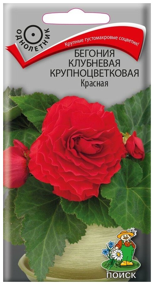 Бегония Красная клубневая крупноцветковая 5шт Одн 35см (Поиск)