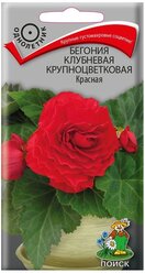 Бегония Красная клубневая крупноцветковая 5шт Одн 35см (Поиск)