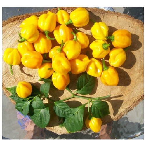 кроссовки hanon x chariot scotch bonnet серый Перец острый Scotch Bonnet Yellow (лат. Capsicum Chinense Scotch Bonnet) семена 5шт + подарочек