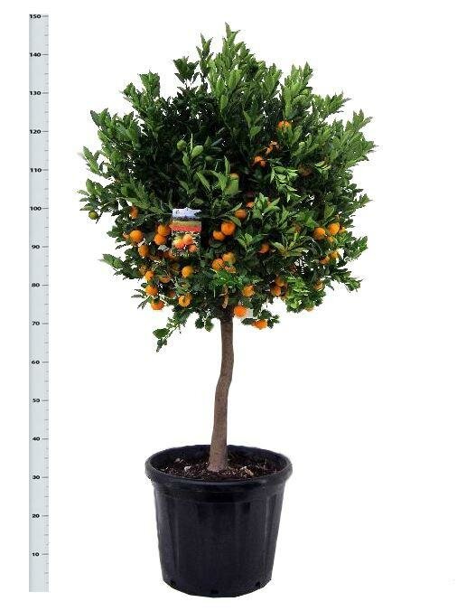 Каламондин - Citrofortunella D30 H150