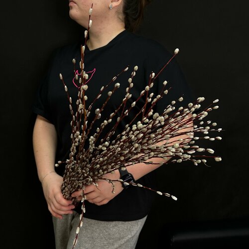 Изображение товара Верба натуральная / Пучок / Монобукет из живой вербы 50-60 штук