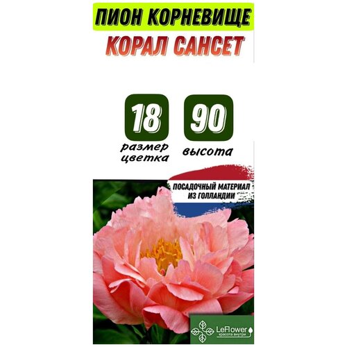 Пион Корал Сансет, корневище, Голландия