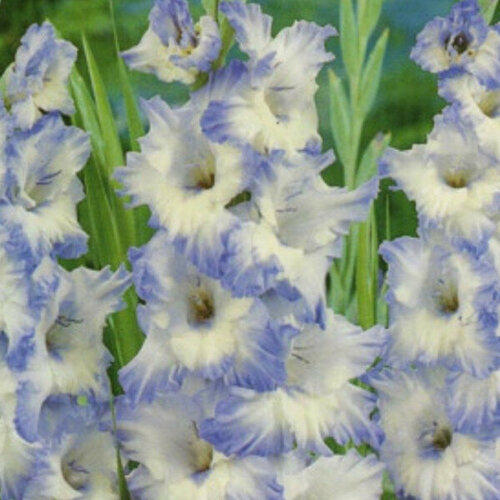 Луковица Гладиолус крупноцветковый Блу Фрост