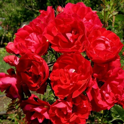 Роза канадская парковая Аделаида Худлес роза канадская парковая джон франклин