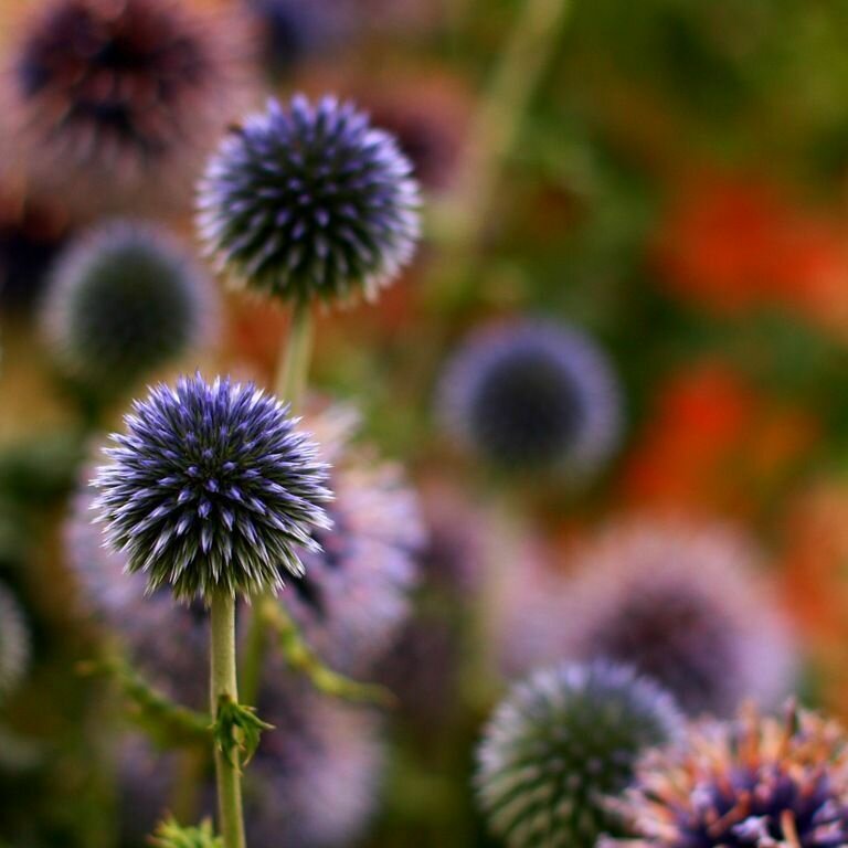 Мордовник шароголовый - Осот черный - Ежовник (лат. Echinops sphaerocephalus) - Семена 50 шт + подарочек