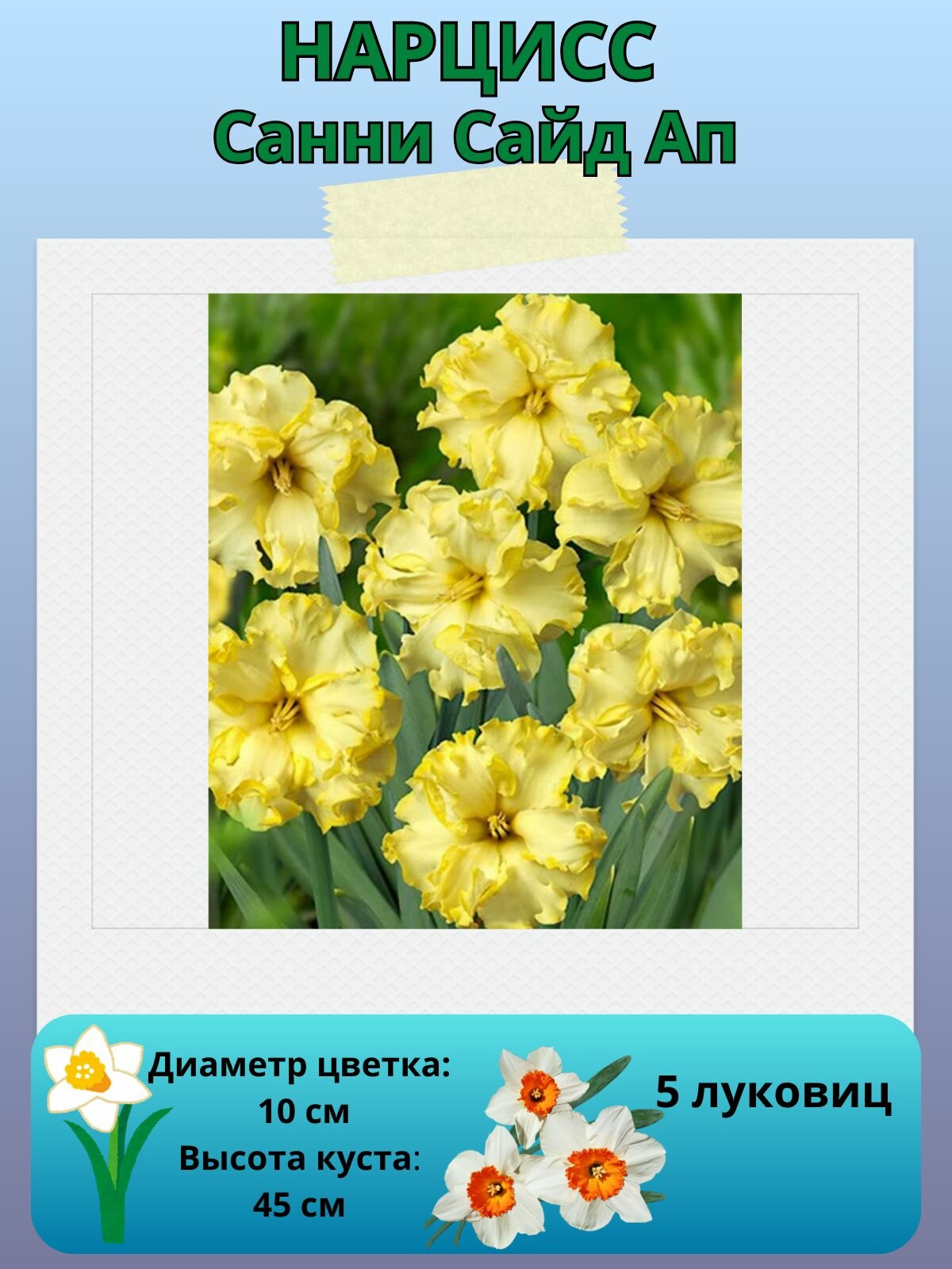 Нарцисс Санни Сайд Ап, многолетние цветы, луковицы для посадки 5 шт
