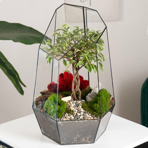 Флорариум с фикусом Бенджамина , стеклянная колба Айсберг 45 см