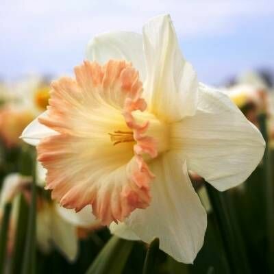 Нарцисс Бритиш Гембл 5 шт