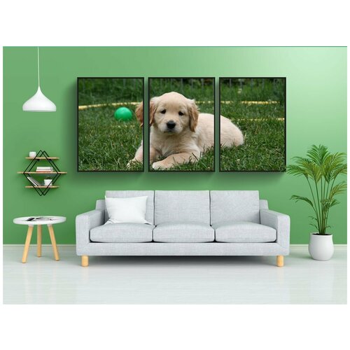 фото Набор модулных постеров для интерьера "золотой ретривер щенка, собака щенок, симпатичный щенок" 60x90 см. в тубусе, без рамки lotsprints