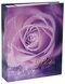 Purple rose PA_22345