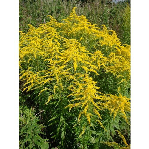 Семена Золотарник канадский (Solidago canadensis), 100 штук саженец золотарник канадский патио