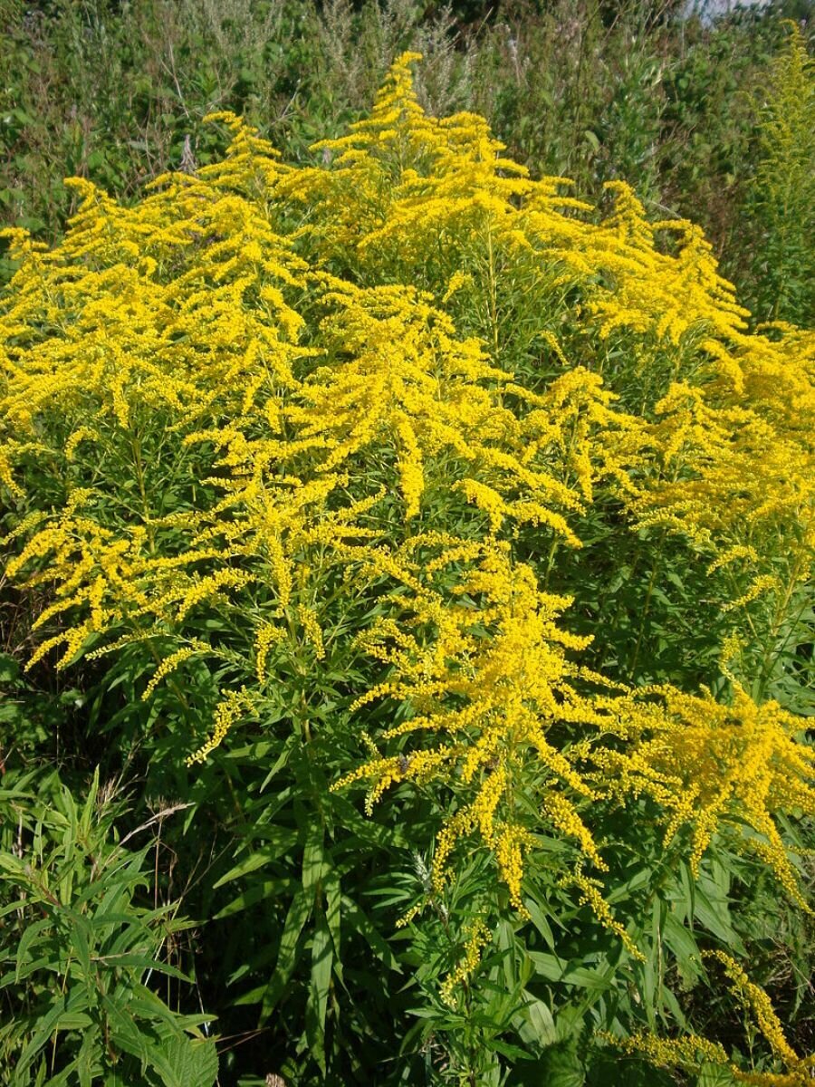 Семена Золотарник канадский (Solidago canadensis) 100 штук