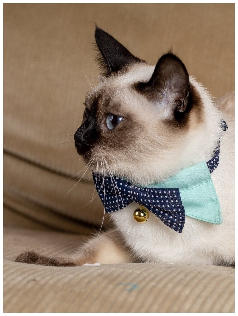 фото Безопасный праздничный ошейник-Чокер Japan Premium Pet для стильного модника с системой защиты от удушения, синий, размер 3S