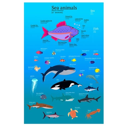 Плакат Квинг Морские обитатели — плакат на английском языке, с переводом и транскрипцией 457×610 мм ≈ (А2)