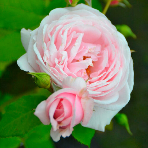 Саженец роза плетистая Наэма роза плетистая белая мелкоцветковая саженец корнесобственнеы