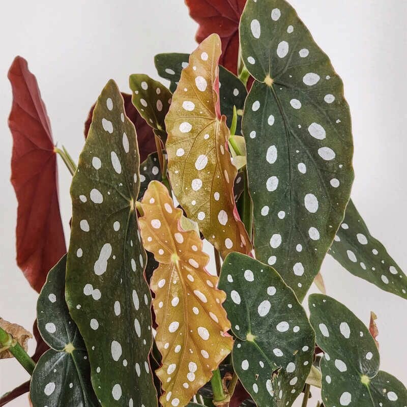 Бегония Пятнистая, или Бегония Макулата (Begonia Maculata) D12см