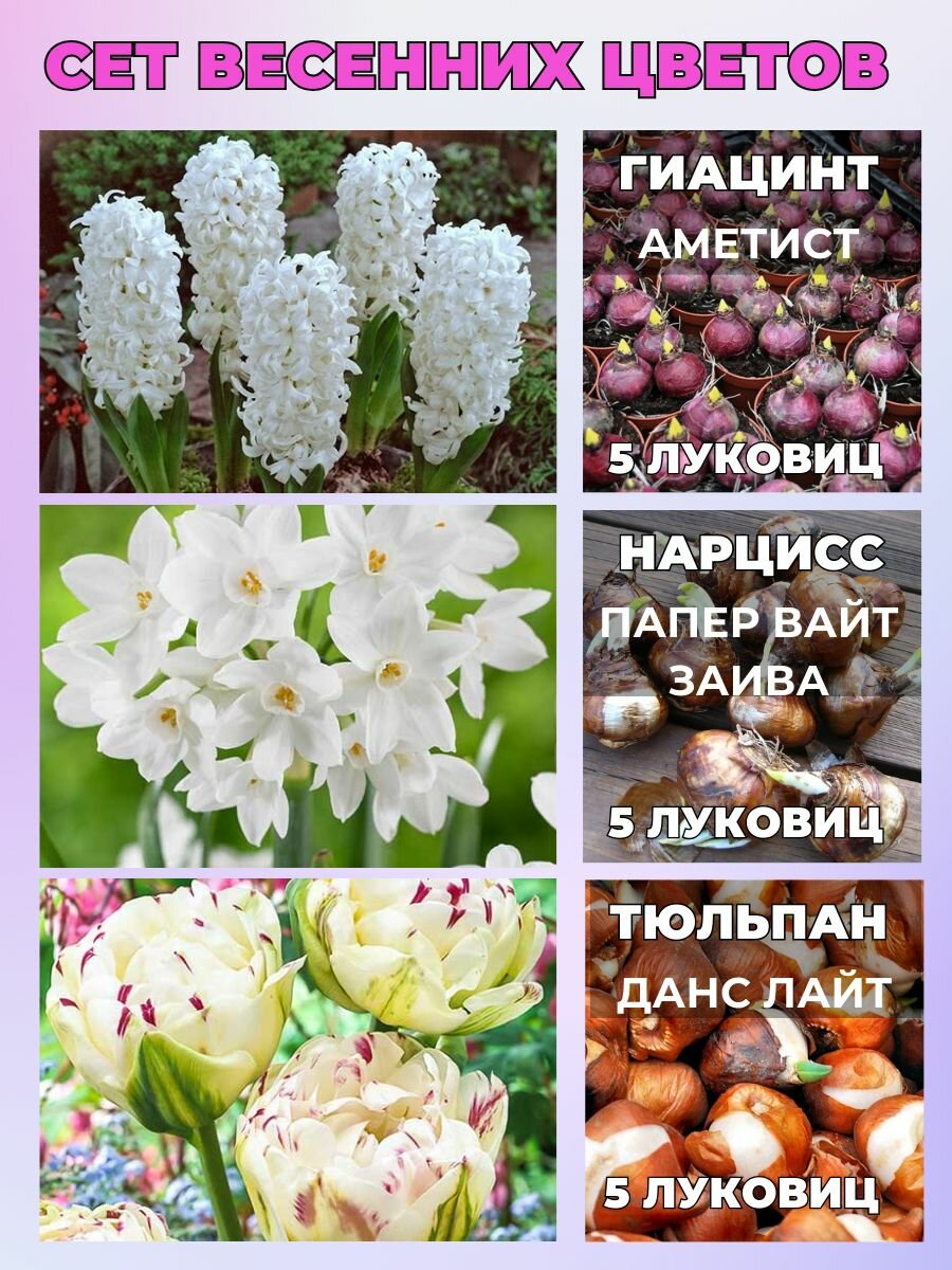 Луковичные весенние цветы сет 15 луковиц