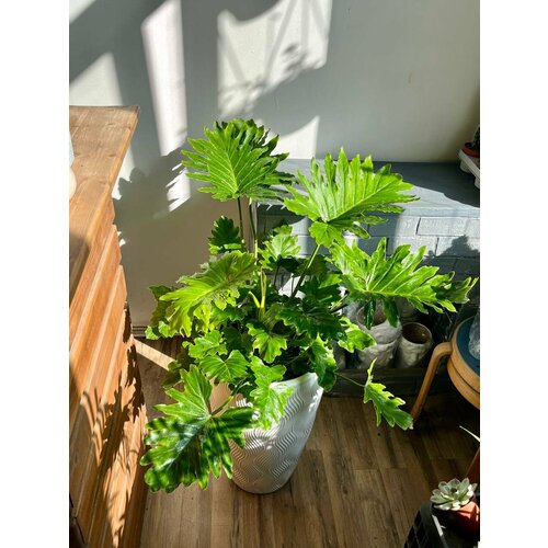 Шикарный Филодендрон Шангри Ла в высоком кашпо 8500₽