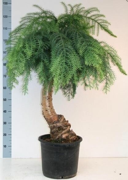 Бонсай Араукария - Bonsai Araucaria D30 H135