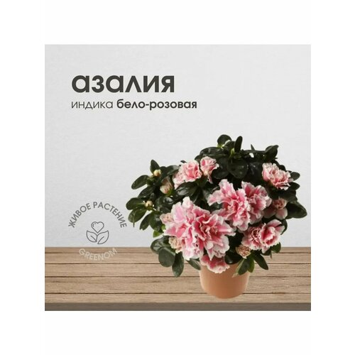 Живое растение Азалия Индика