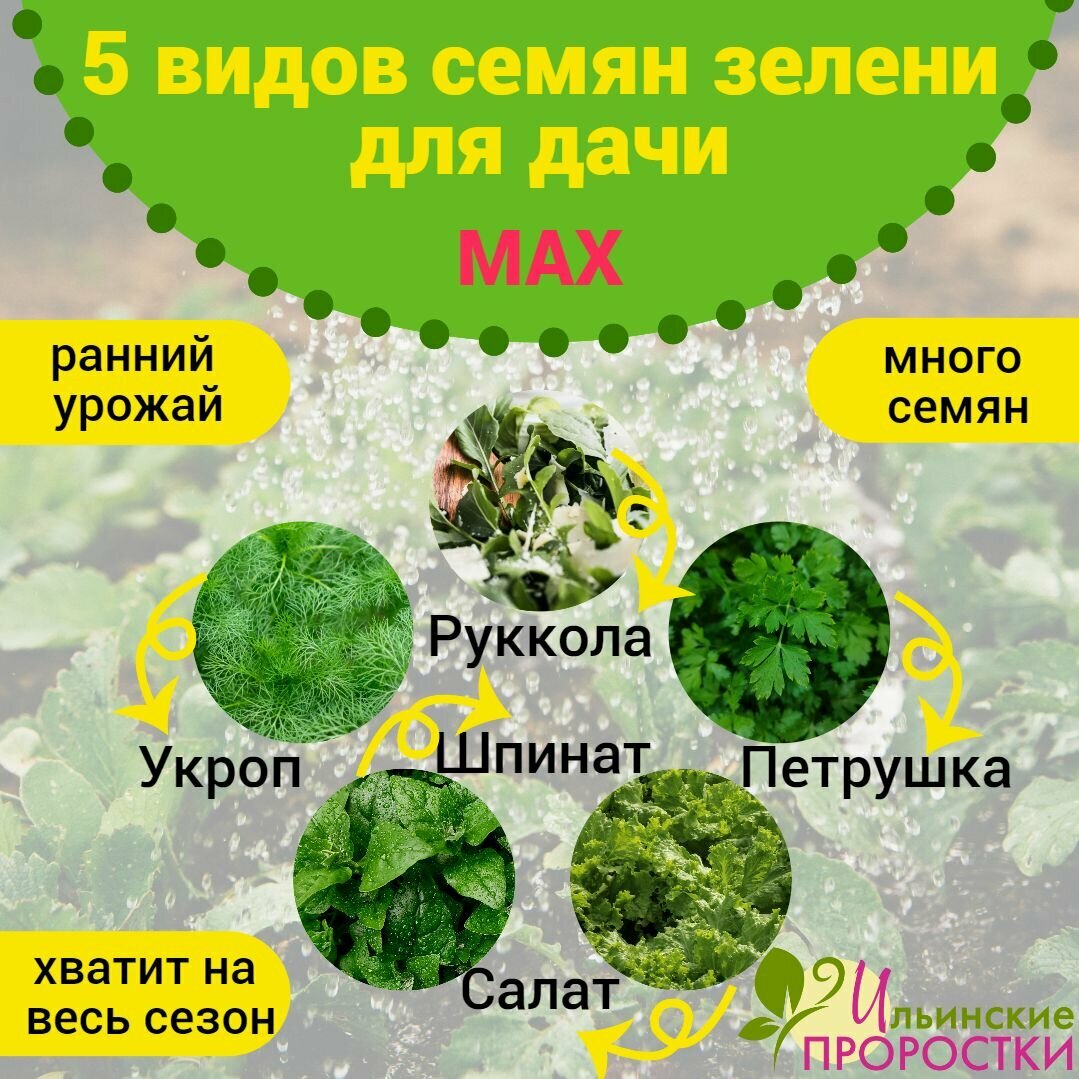 Набор семян  5 видов зелени для вашей дачи  MAX  Ильинские проростки