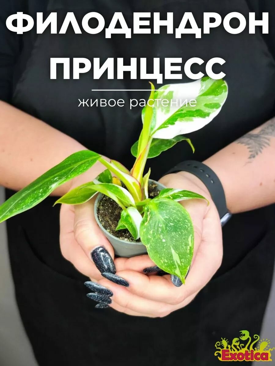 Филодендрон Вайт Принцесс (Philodendron White Princess) D6см, живой цветок