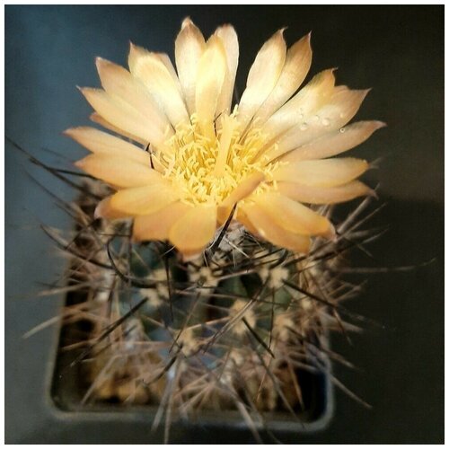 Семена Орешка Суккулент Кактус Pyrrhocactus straussianus R-542 10 шт. пахизандра верхушечная