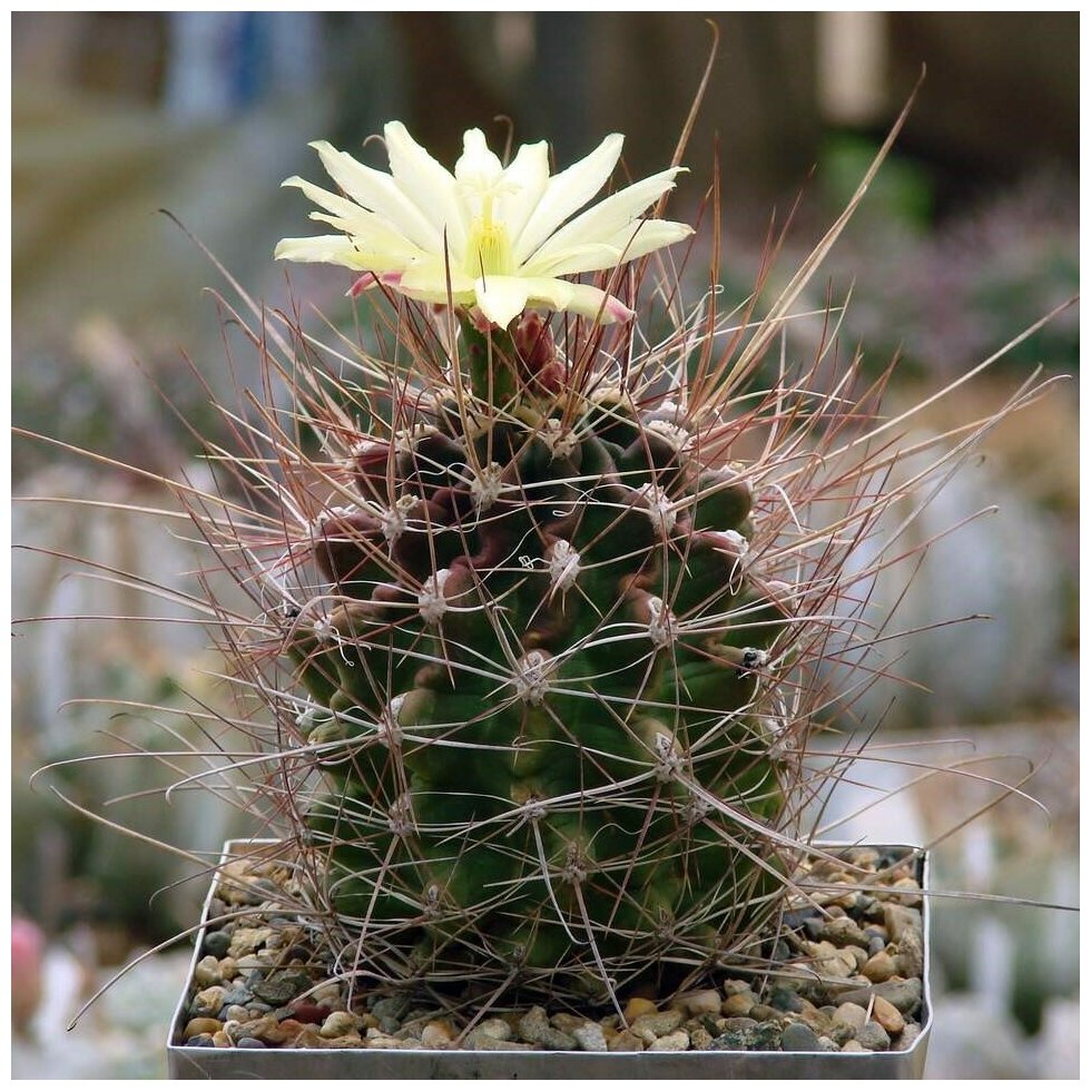 Семена Орешка Суккулент Кактус Hamatocactus longihamatus 10 шт.