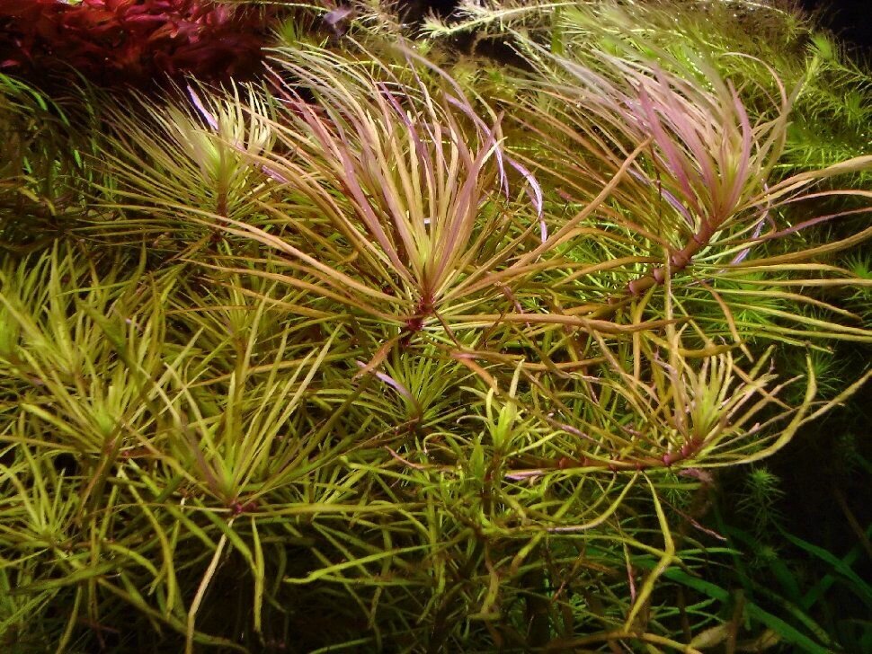 Живое растение для аквариума, Эустралис звездчатый - фотография № 2