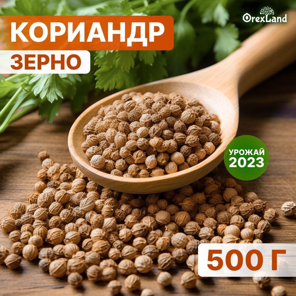 Кориандр зерно, семена кориандра 500 г (целый, в зернах), orexland