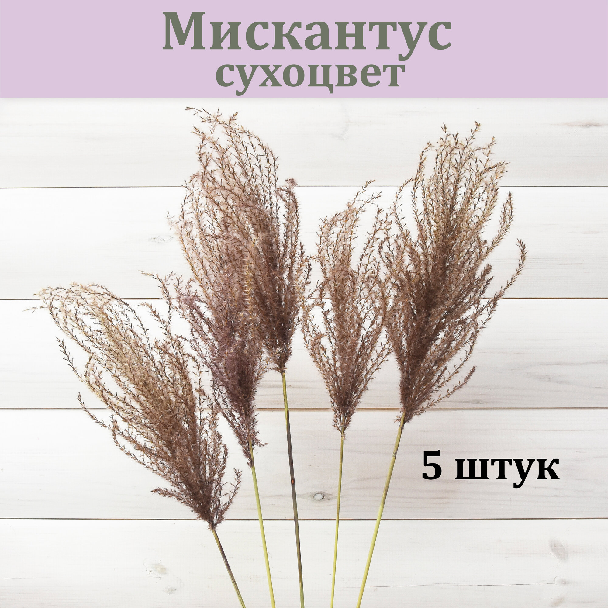 Мискантус натуральный Премиум (5 веток) / Сухоцвет для интерьера