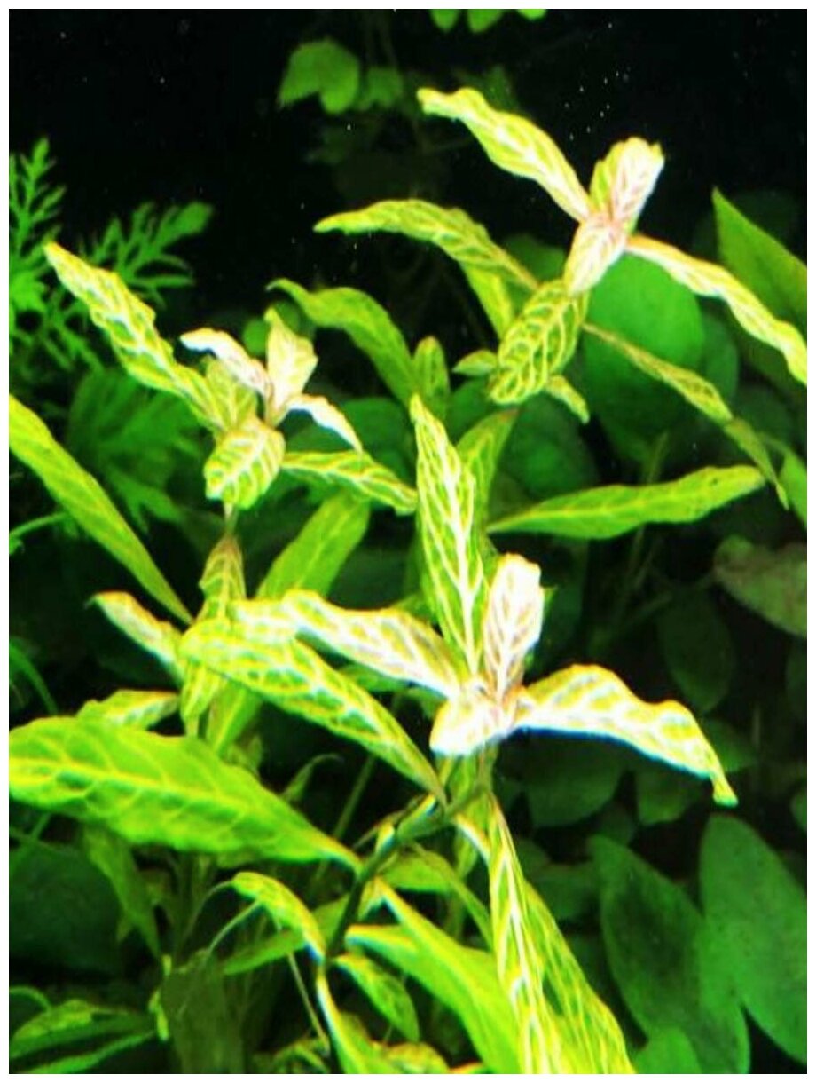 Гигрофила узорчатая - Hygrophila rosanervis (3 ветки 10-15см). - фотография № 2