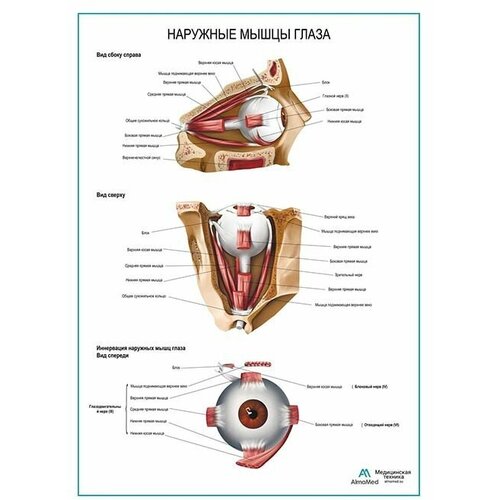 фото Наружные мышцы глаза плакат, матовый холст от 200 г/кв.м, размер a1+ анатомические плакаты