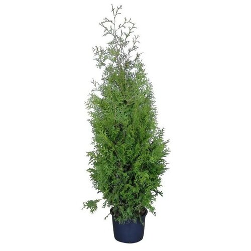 Туя западная Брабант | Thuja occidentalis 'Brabant' - саженец 140-160 см в контейнере С35 туя западная колумна thuja occidentalis крупномер саженец 140 160 см 4 5 лет ком закрытая зкс