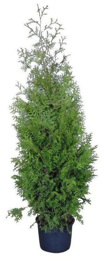 Туя западная Брабант | Thuja occidentalis 'Brabant' - саженец 140-160 см в контейнере С35