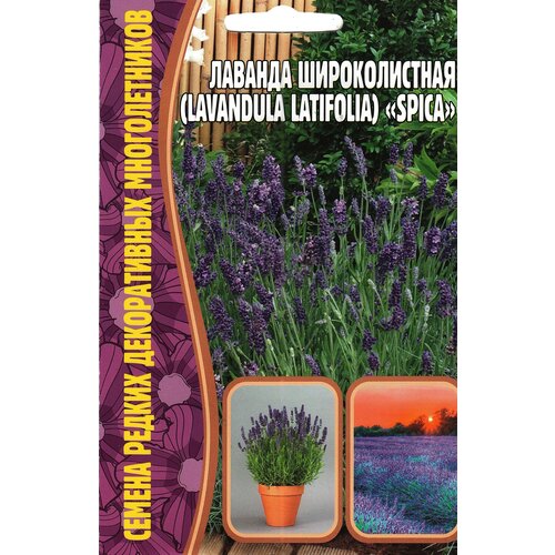 Лаванда Широколистная / Lavandula latifolia SPICA, многолетник ( 1 уп: 30 семян )