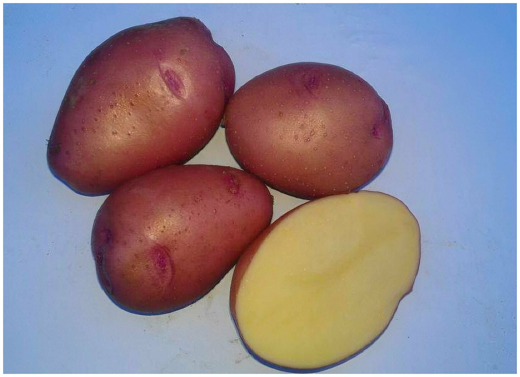 Картофель сорта Розара, в сетке 2 кг,семенной селекционный, хорошо переносящий засуху, холода и обильные осадки. Репродукция Элита. - фотография № 5